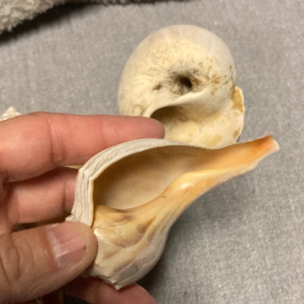 Natural Sea Shell Collection - Picture 4 of 5